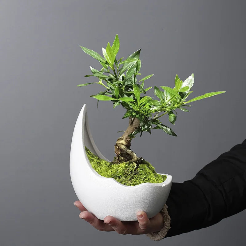 Rhino Horn Ceramic Desk Planter